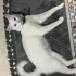 acil yeni yuva arıyoruz fotoğraf