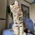 Herkes gri kedi istiyor, beni kimse istemiyor 😔 fotoğraf