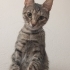 OYUNCU, sevecen,insancıl bir kedi fotoğraf