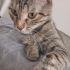OYUNCU, sevecen,insancıl bir kedi fotoğraf