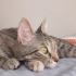 OYUNCU, sevecen,insancıl bir kedi fotoğraf