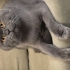 Duman, çok sevimli, sağlıklı, aşıları tam fotoğraf