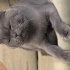 Duman, çok sevimli, sağlıklı, aşıları tam fotoğraf