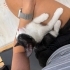 Smokin oyuncu yavru kedi acil yuva fotoğraf