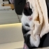 Smokin oyuncu yavru kedi acil yuva fotoğraf