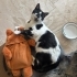 Sahibi terk etmiş çok acil yuva fotoğraf