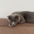 Scottish Fold Ücretsiz Sahiplendirilecektir. fotoğraf