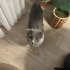 Scottish Fold Ücretsiz Sahiplendirilecektir. fotoğraf