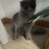 Scottish Fold Ücretsiz Sahiplendirilecektir. fotoğraf