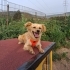 KOKONİ-GOLDEN RETRİEVER MELEZİ..!! KISIR..!! fotoğraf