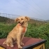 KOKONİ-GOLDEN RETRİEVER MELEZİ..!! KISIR..!! fotoğraf