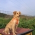KOKONİ-GOLDEN RETRİEVER MELEZİ..!! KISIR..!! fotoğraf