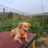 KOKONİ-GOLDEN RETRİEVER MELEZİ..!! KISIR..!! fotoğraf