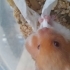 Hamster sahiplendirme fotoğraf