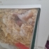 Hamster sahiplendirme fotoğraf
