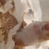 Hamster sahiplendirme fotoğraf