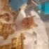 Hamster sahiplendirme fotoğraf