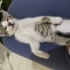 ACİL SOKAKTA YAPAMAZ TRAVMALI KEDİ fotoğraf