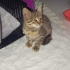 Sahibine Şans verecek kedi fotoğraf