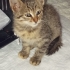 Sahibine Şans verecek kedi fotoğraf