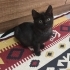 Minik panter ömürlük yuvasını arıyor fotoğraf
