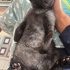 Minik panter ömürlük yuvasını arıyor fotoğraf