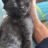 Minik panter ömürlük yuvasını arıyor fotoğraf
