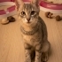 5 aylık kısırlaştırılmış uysal dişi kedi fotoğraf