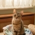5 aylık kısırlaştırılmış uysal dişi kedi fotoğraf