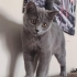 ÜCRETSİZ YUMUŞACIK CANAYAKIN BRİTİSH CİNSİ BEBEK KEDİCİK AİLESİNİ ARIYOR fotoğraf