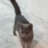 ÜCRETSİZ YUMUŞACIK CANAYAKIN BRİTİSH CİNSİ BEBEK KEDİCİK AİLESİNİ ARIYOR fotoğraf