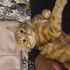 Simbaya yuva arıyoruz fotoğraf