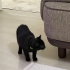 Oyuncu kendini sevdiren bi kedi fotoğraf