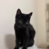 Oyuncu kendini sevdiren bi kedi fotoğraf