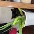 Sevilmeye bayılan zeytin 🥰 fotoğraf