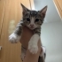 Evin Neşe Kaynağı Olacak; Enerjik, Akıllı ve Sevimli fotoğraf