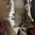 Evin Neşe Kaynağı Olacak; Enerjik, Akıllı ve Sevimli fotoğraf