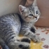 Luna acil yeni yuvasını arıyor fotoğraf
