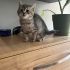 Luna acil yeni yuvasını arıyor fotoğraf