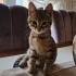 Sevecen temas bağımlısı fotoğraf
