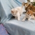 2 aylık yavrular yuva arıyorlar fotoğraf
