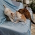 2 aylık yavrular yuva arıyorlar fotoğraf