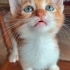 Aslan yuva arıyor fotoğraf