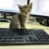 ANKARA için acil yuva fotoğraf