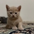 Shanti Mutlu Yuvasını Arıyor fotoğraf