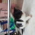 Acil gecici kalici yuva fotoğraf