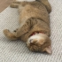 Tabby British Cookie aşıları tam kısır 1 yaşında erkek fotoğraf