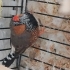 Mecburi Sahiplendirme fotoğraf