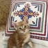 MİNİ MİNİ DİŞİ VE ERKEK SARMAN PONÇİKLER fotoğraf