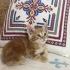 MİNİ MİNİ DİŞİ VE ERKEK SARMAN PONÇİKLER fotoğraf
